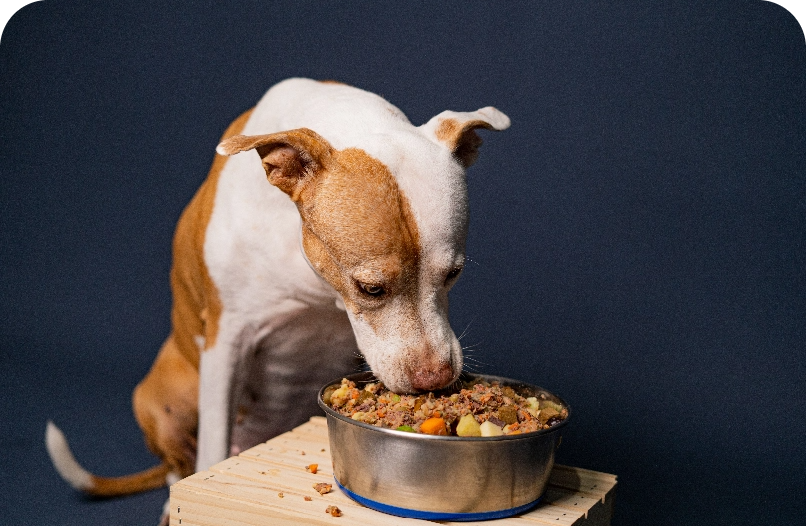 Understanding Pet Food Labels